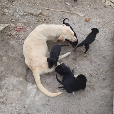 lebra cross puppies