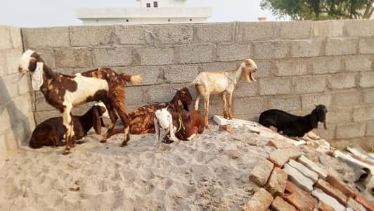 Bakry (Goats)