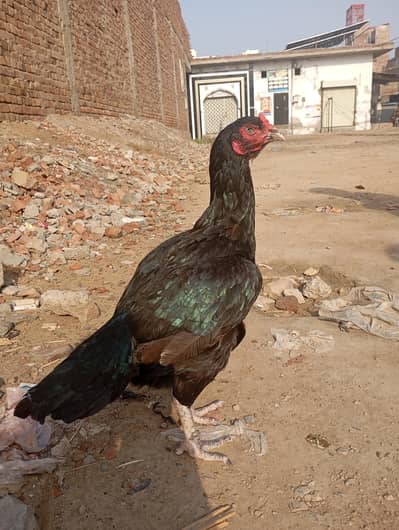 long higt lassni madi long higt kello wali madi mazbot gand jor