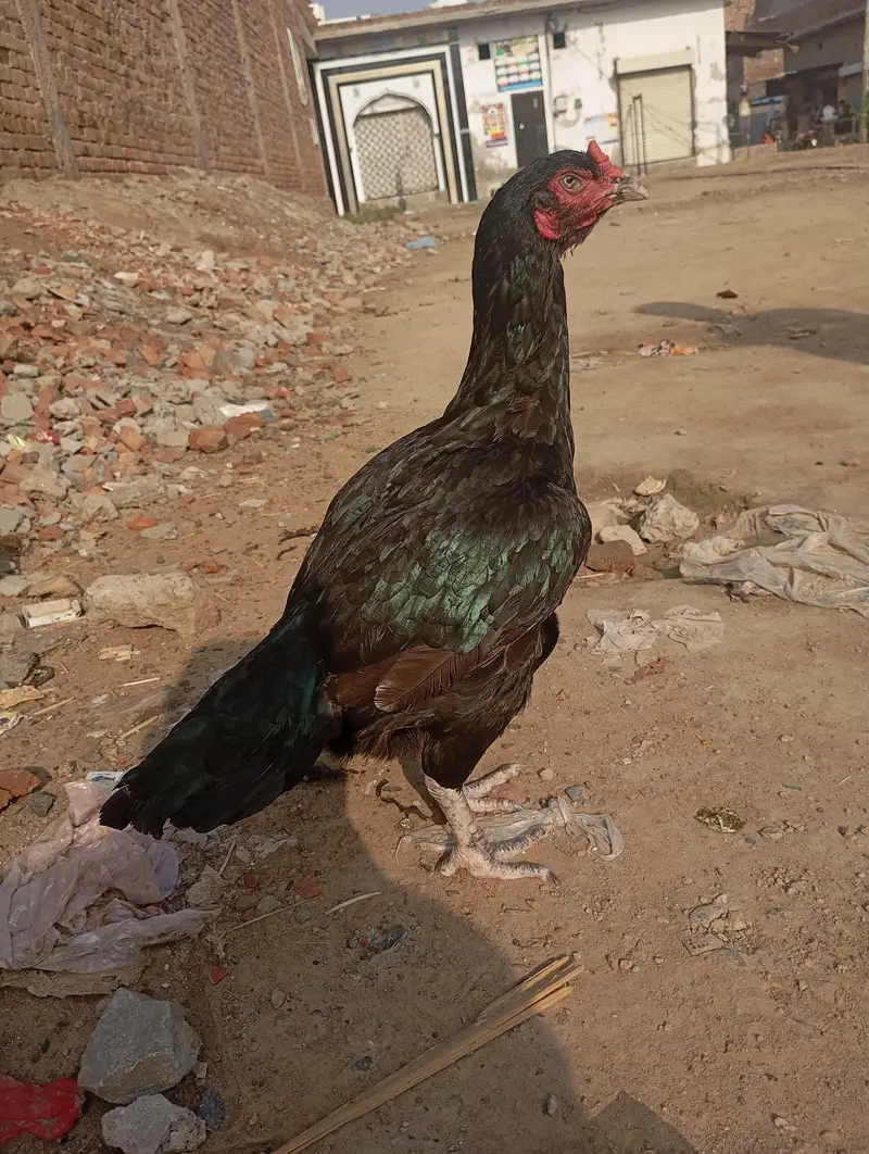 long higt lassni madi long higt kello wali madi mazbot gand jor — photo 2