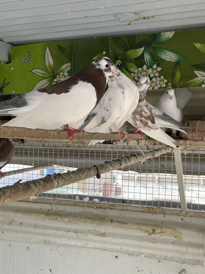 Kabootar for Sale – Ghar Ke Sare Kabootar — photo 3