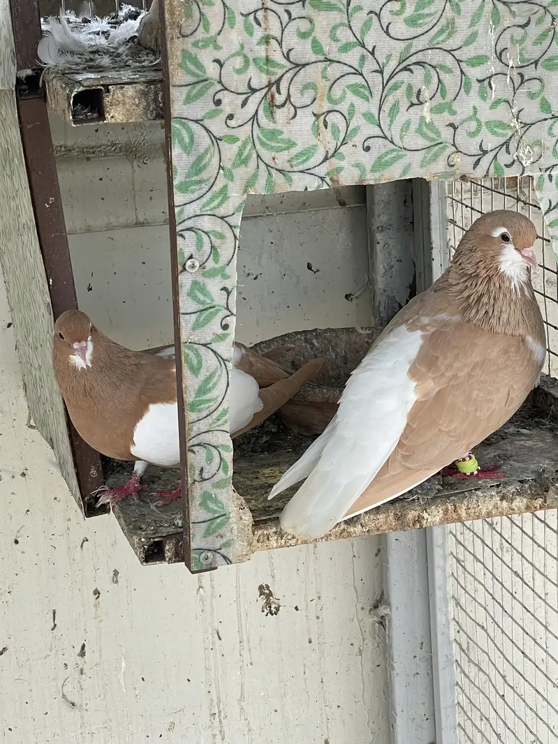 Kabootar for Sale – Ghar Ke Sare Kabootar — photo 6