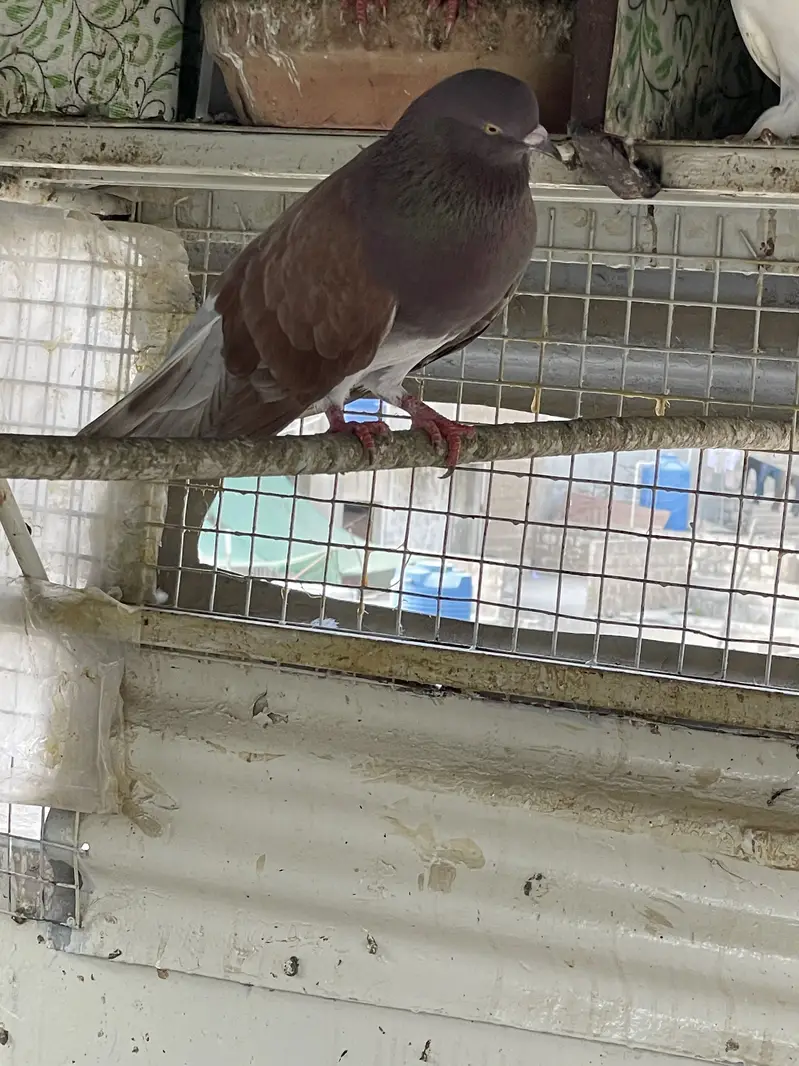 Kabootar for Sale – Ghar Ke Sare Kabootar — photo 8