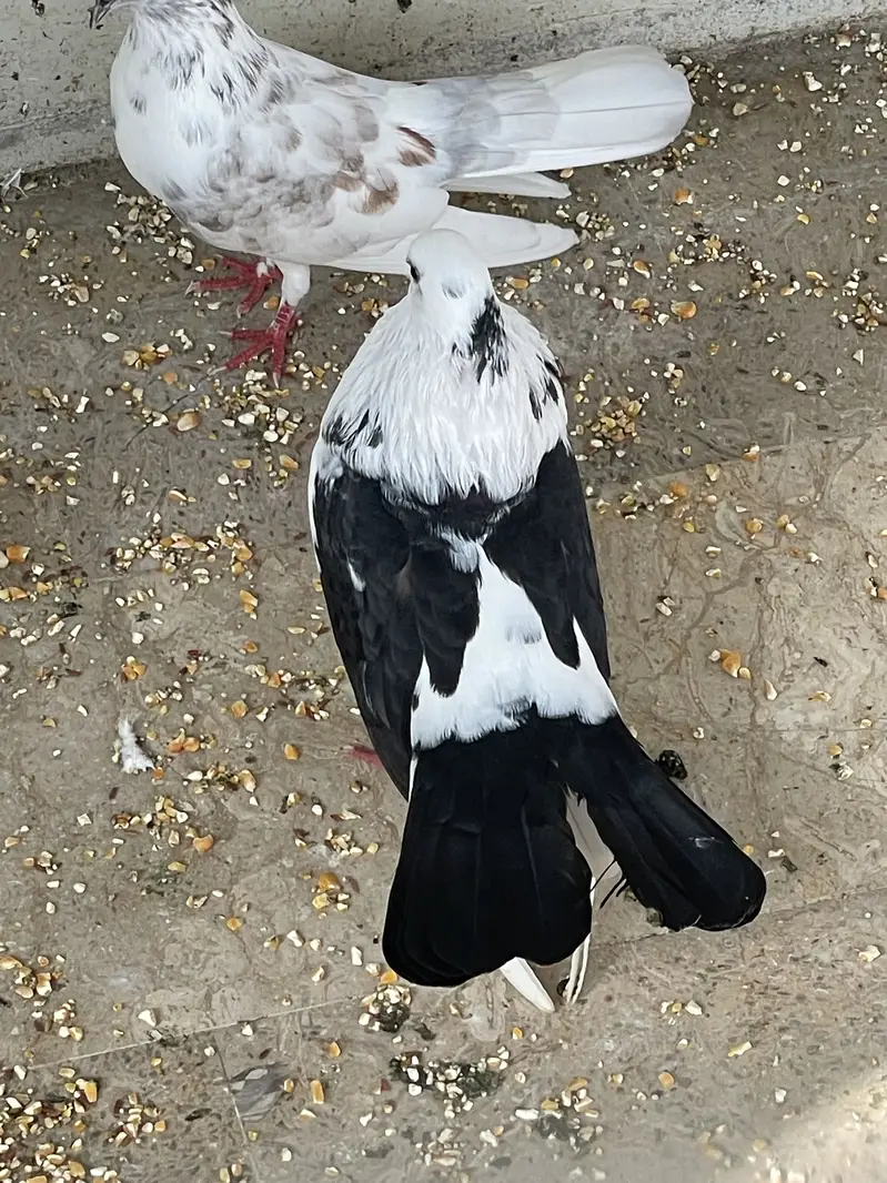 Kabootar for Sale – Ghar Ke Sare Kabootar — photo 9