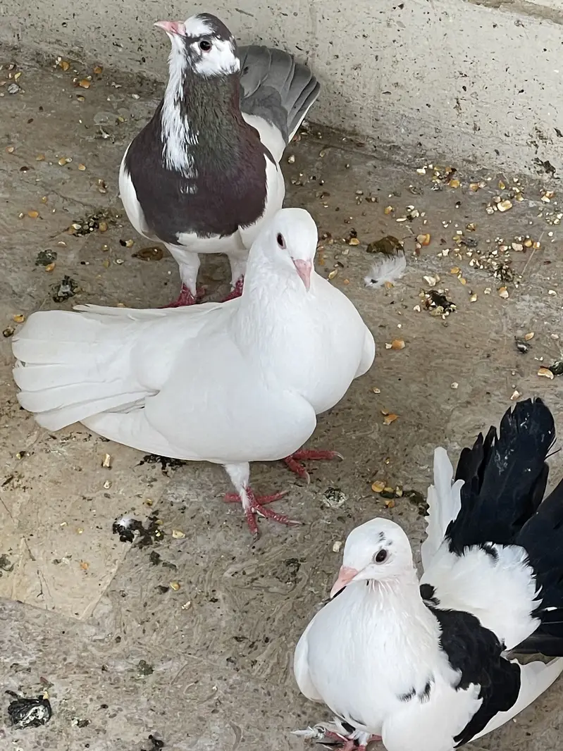 Kabootar for Sale – Ghar Ke Sare Kabootar — photo 11