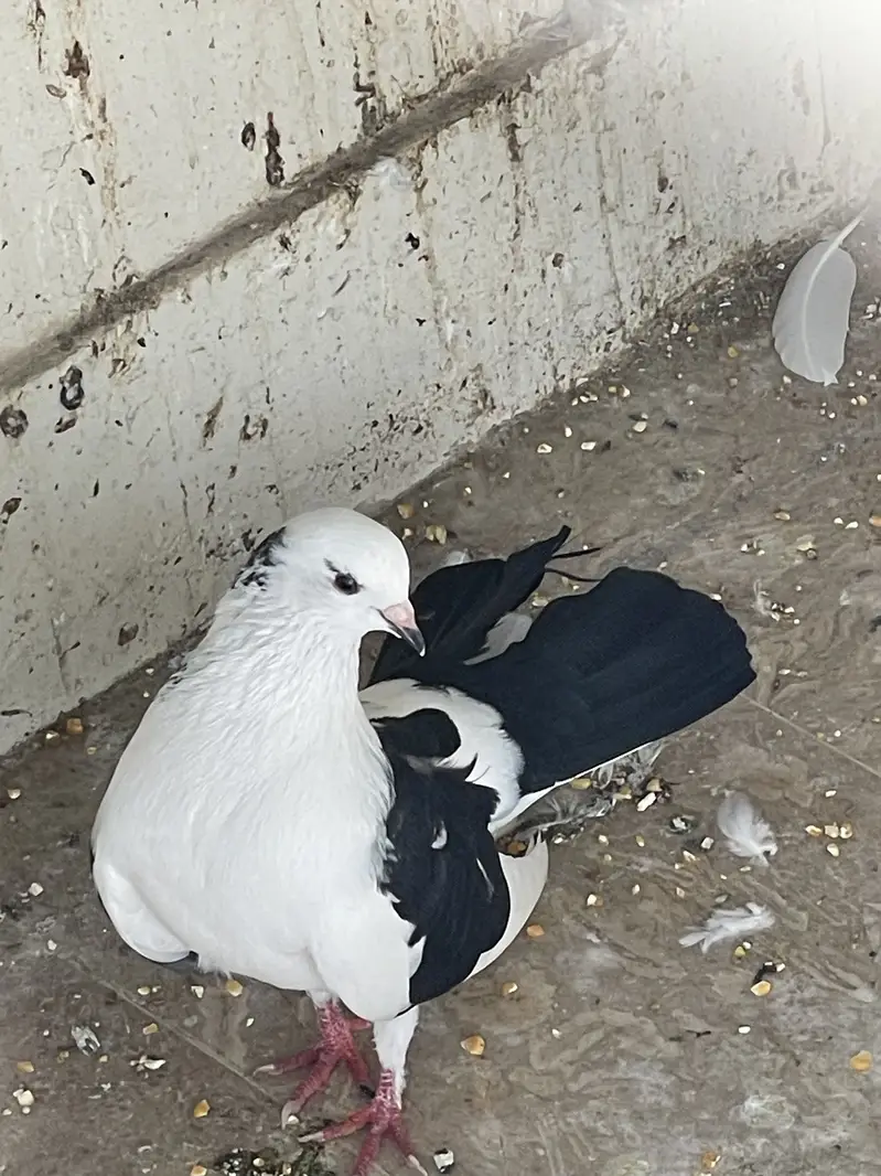 Kabootar for Sale – Ghar Ke Sare Kabootar — photo 12