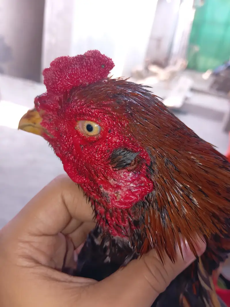 PURE MIANWALI/THAI OR SHAMO FOR SELLING FULL SET-UP IN 40K. — photo 2