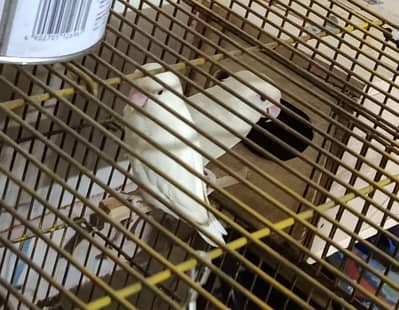 Lovebird Red eyes