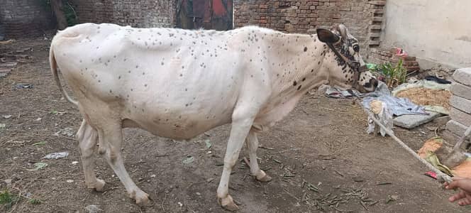 White cow