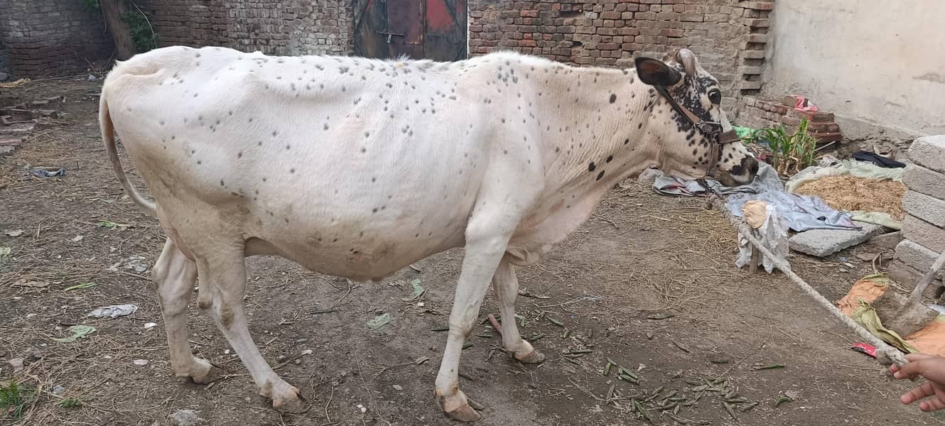 White cow 0