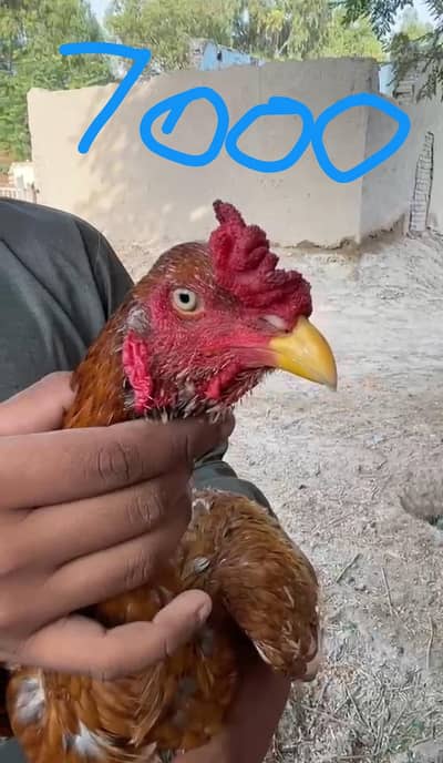 High quality birds available