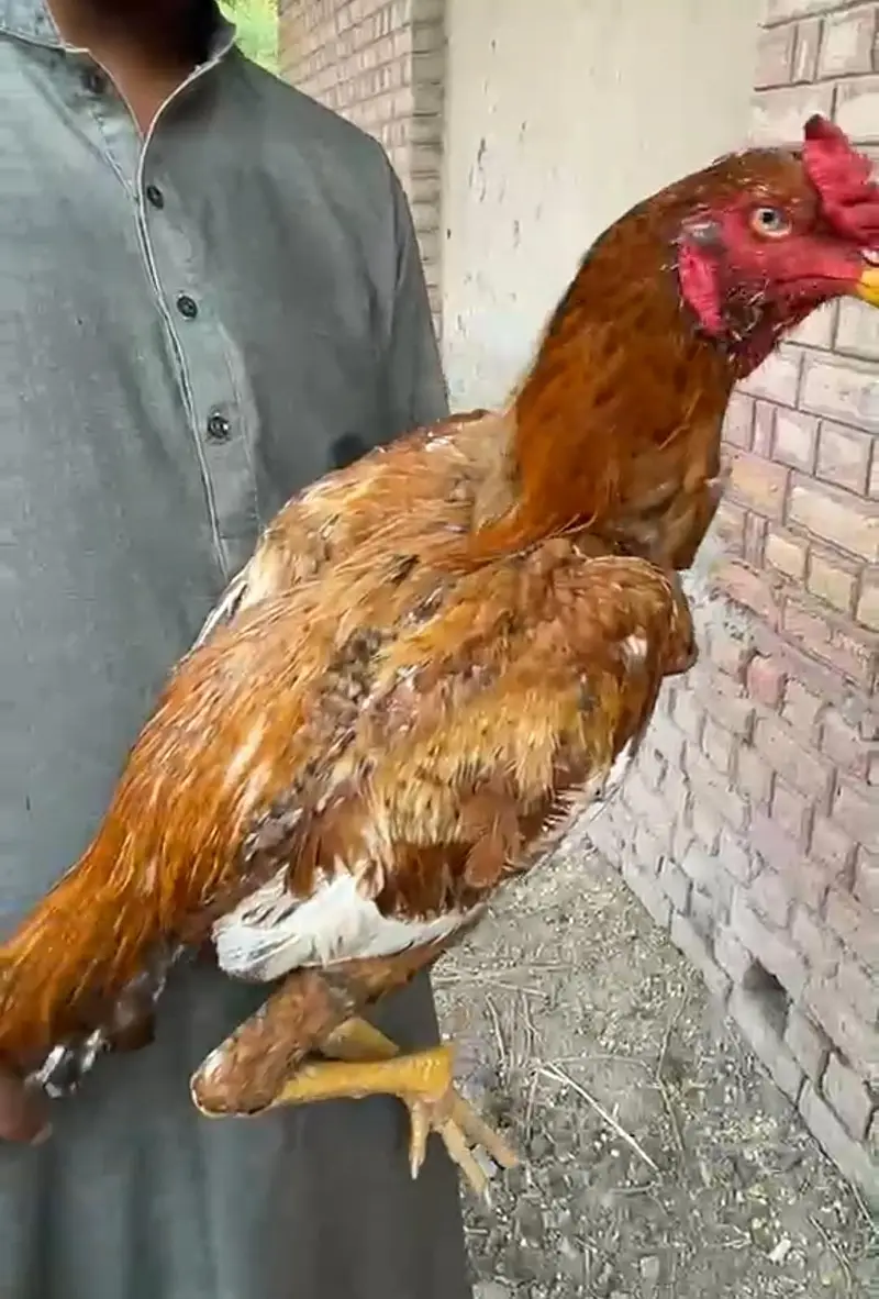 High quality birds available — photo 2