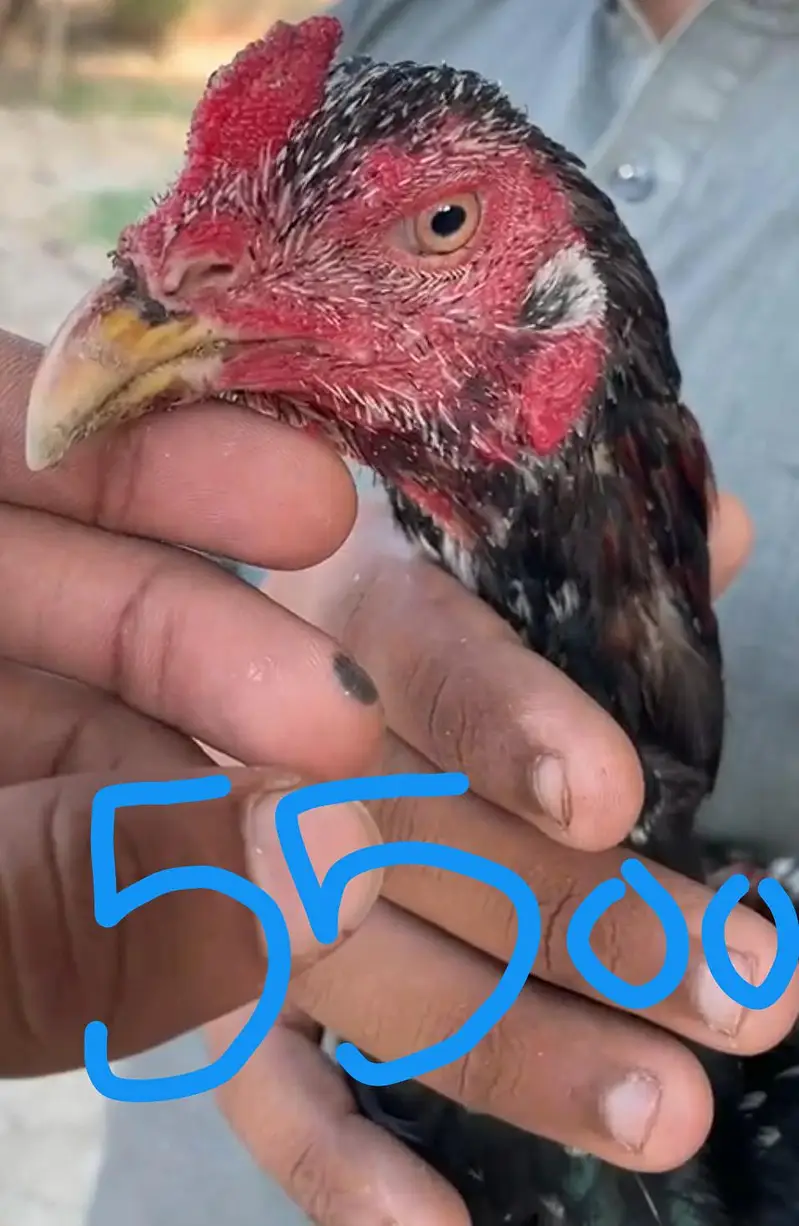 High quality birds available — photo 3