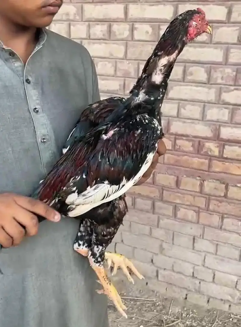 High quality birds available — photo 4