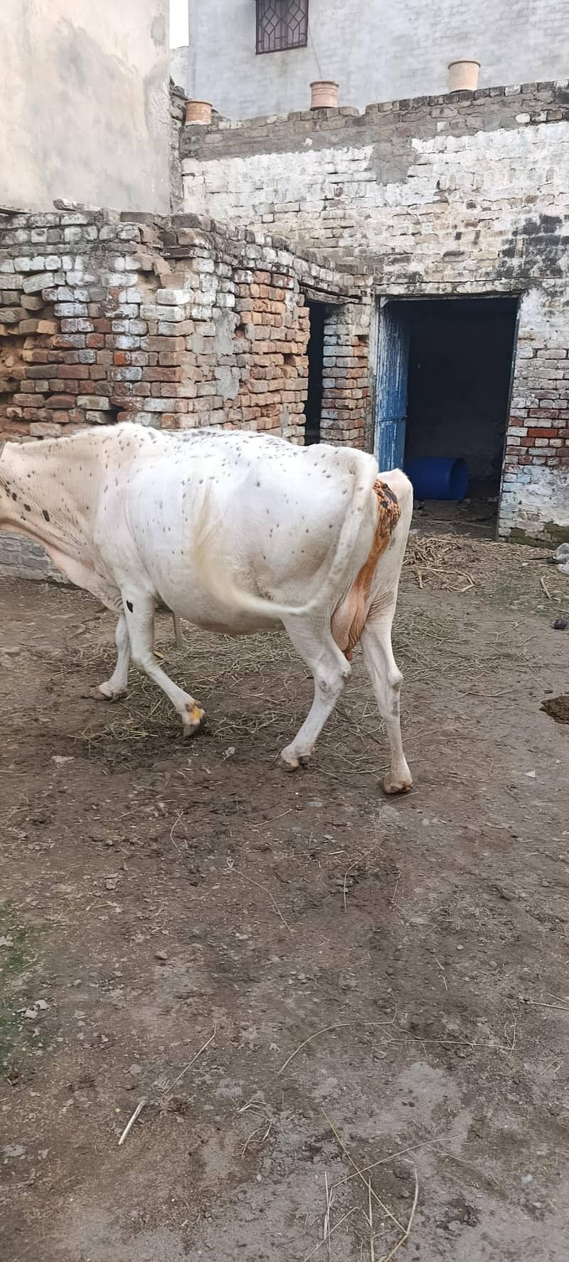 White cow 1