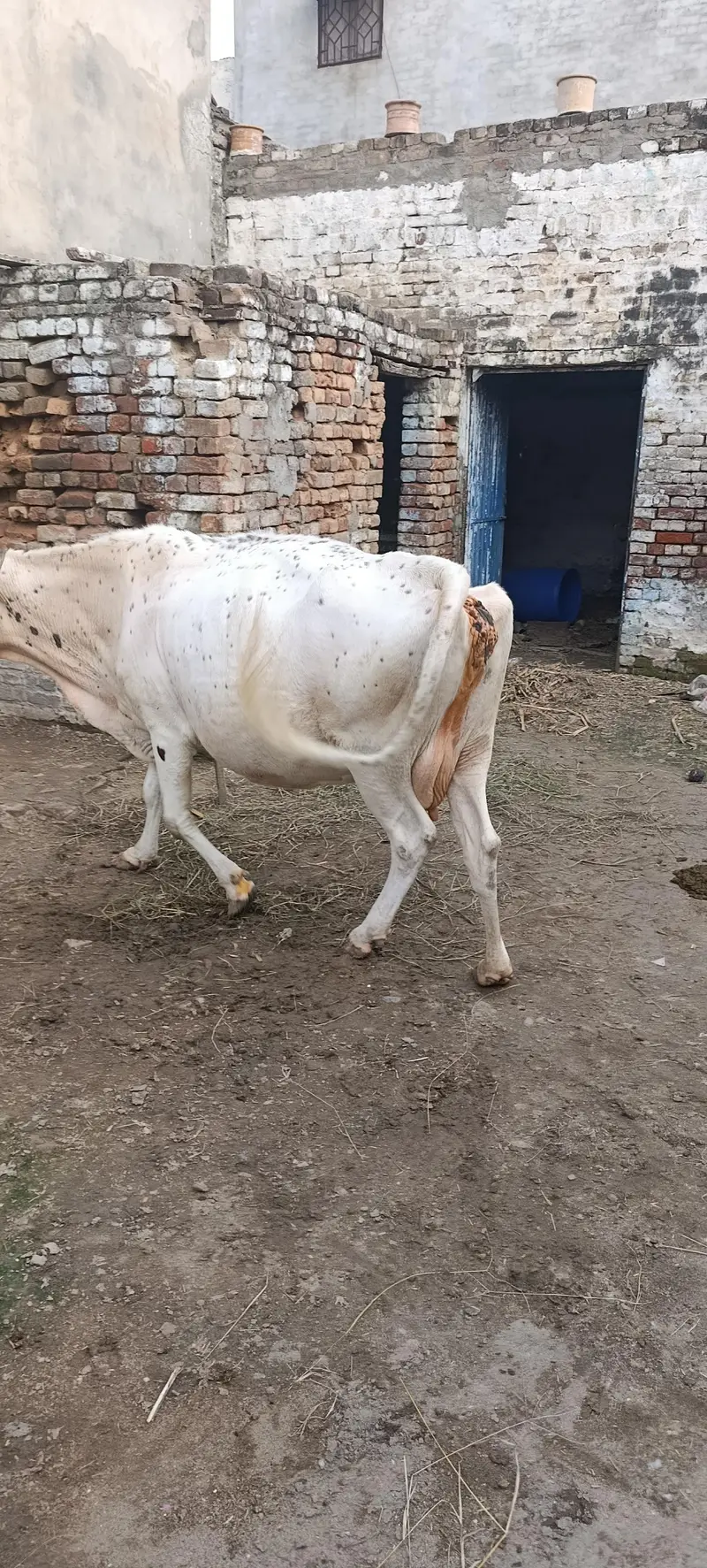 White cow — photo 2