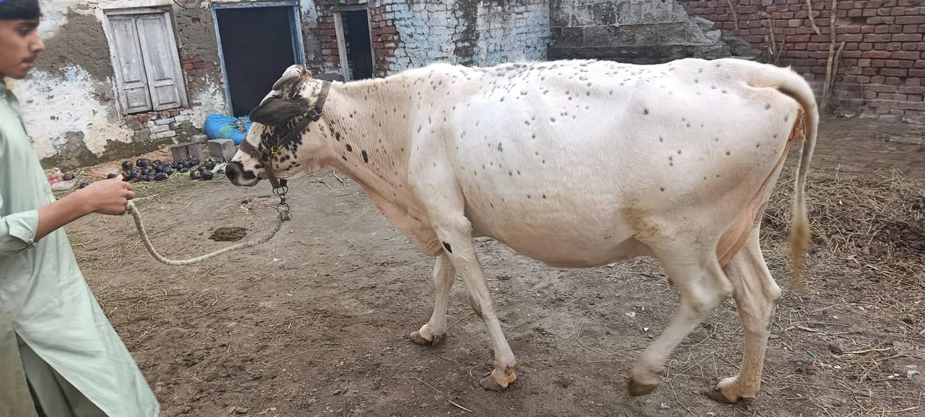 White cow 2