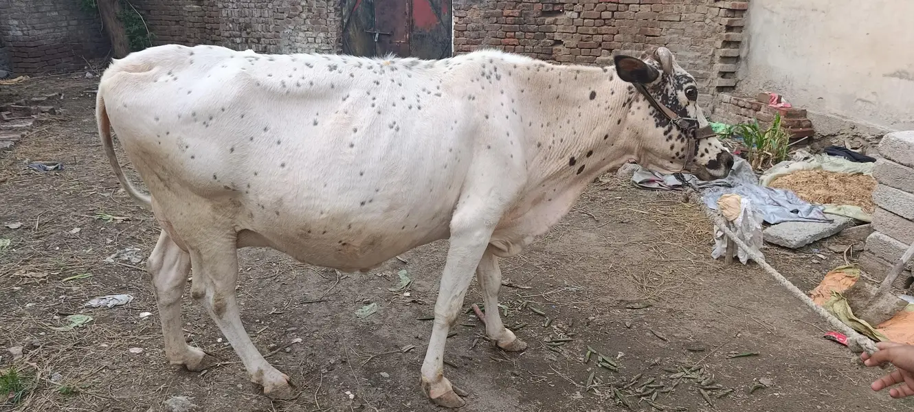 White cow — photo 4