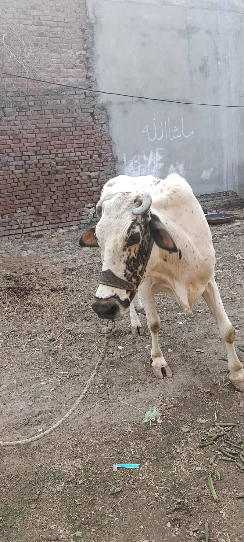 White cow 4