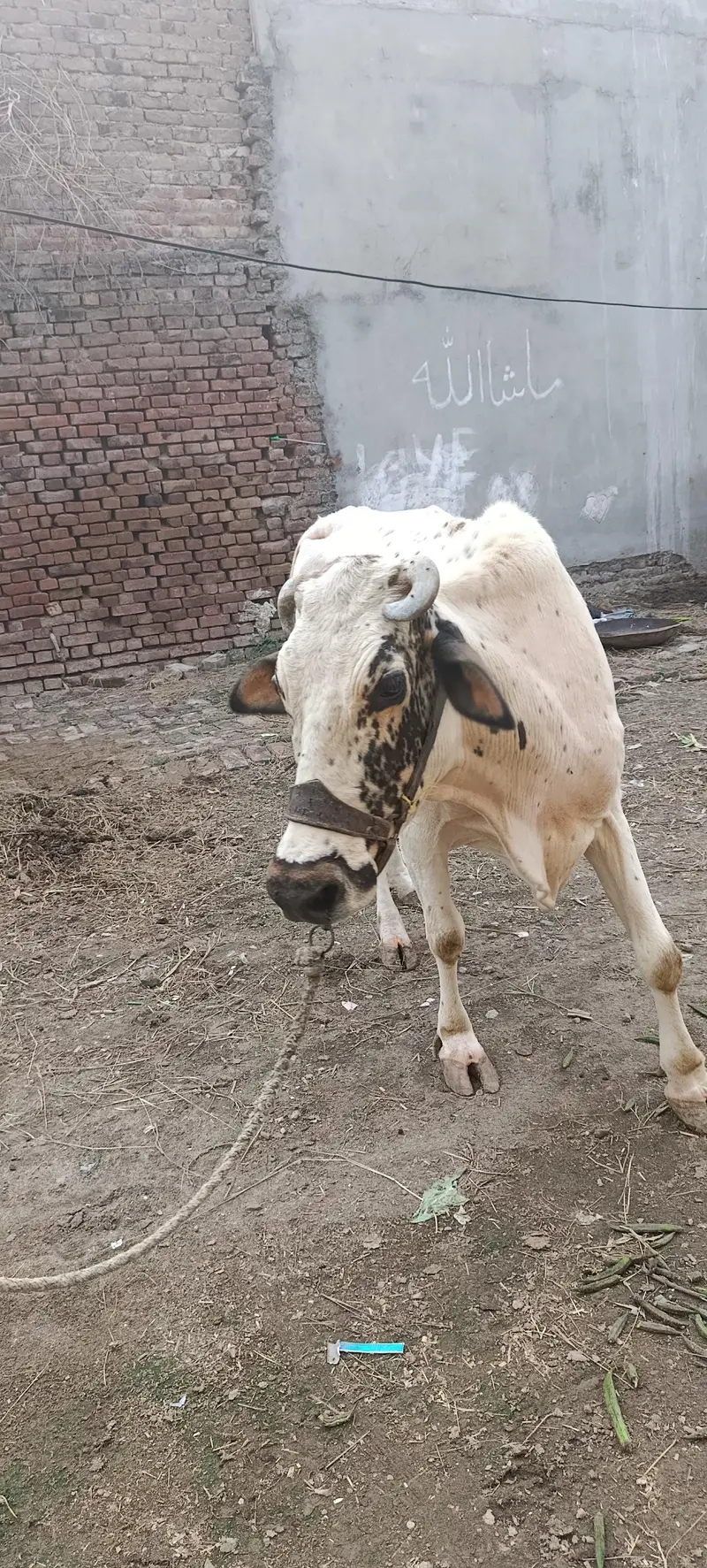 White cow — photo 5