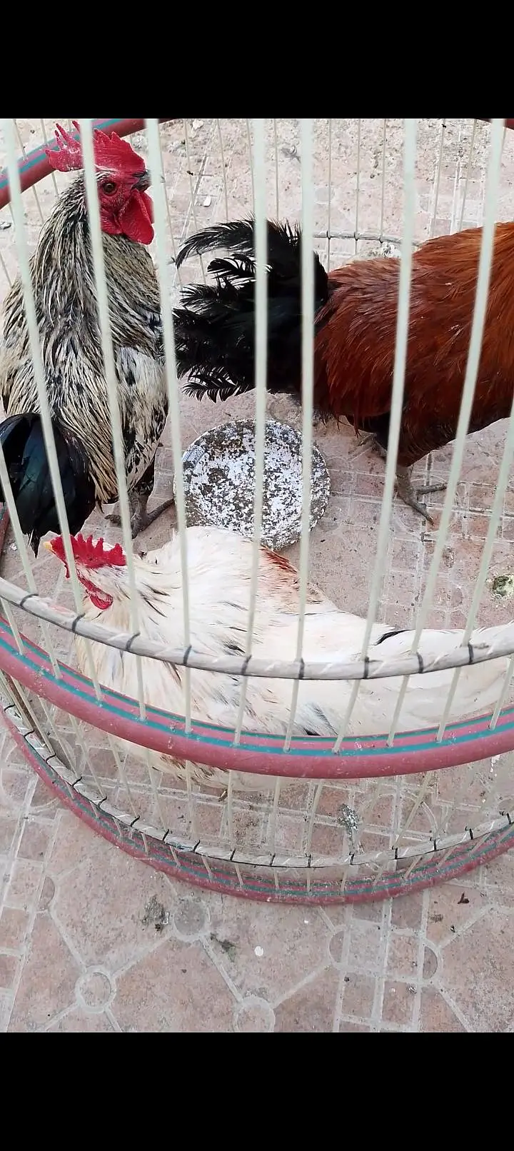 Desi hens — photo 2