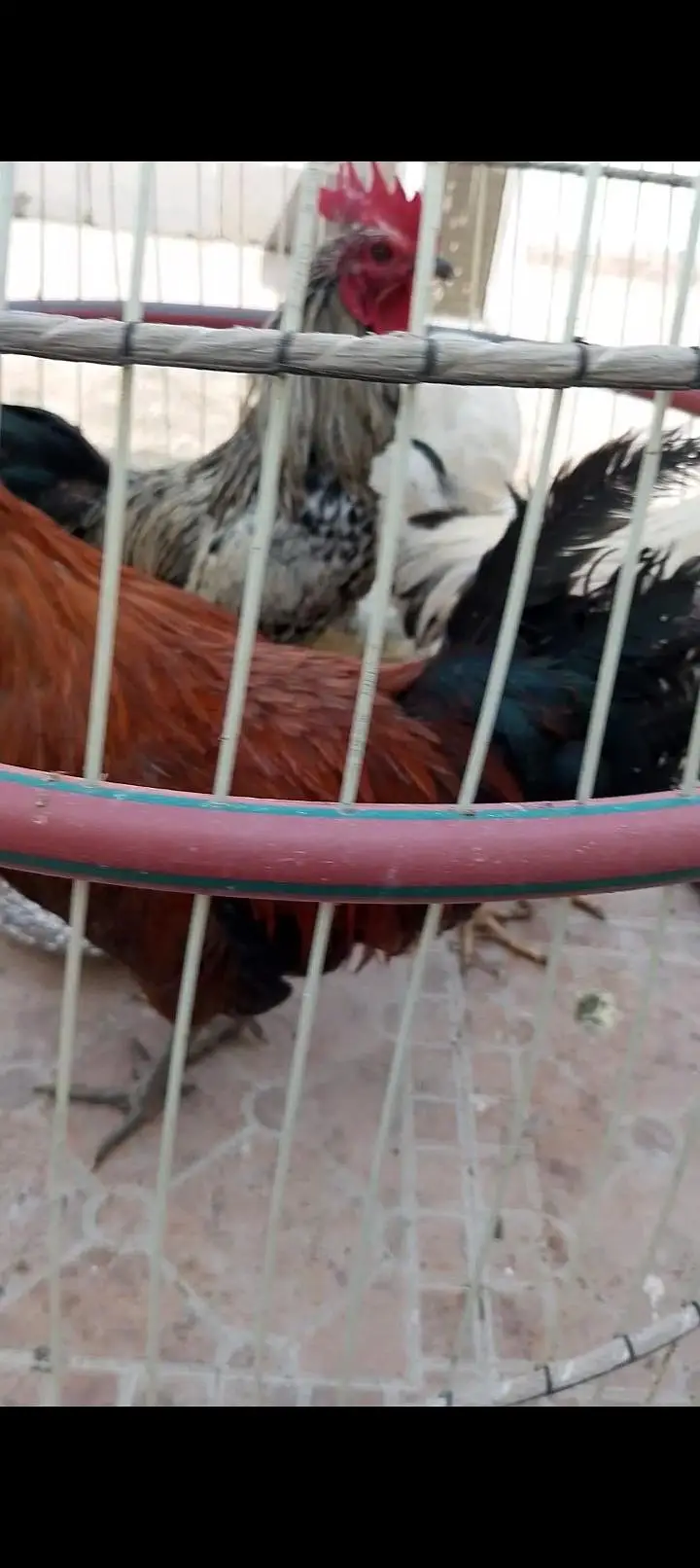 Desi hens — photo 3