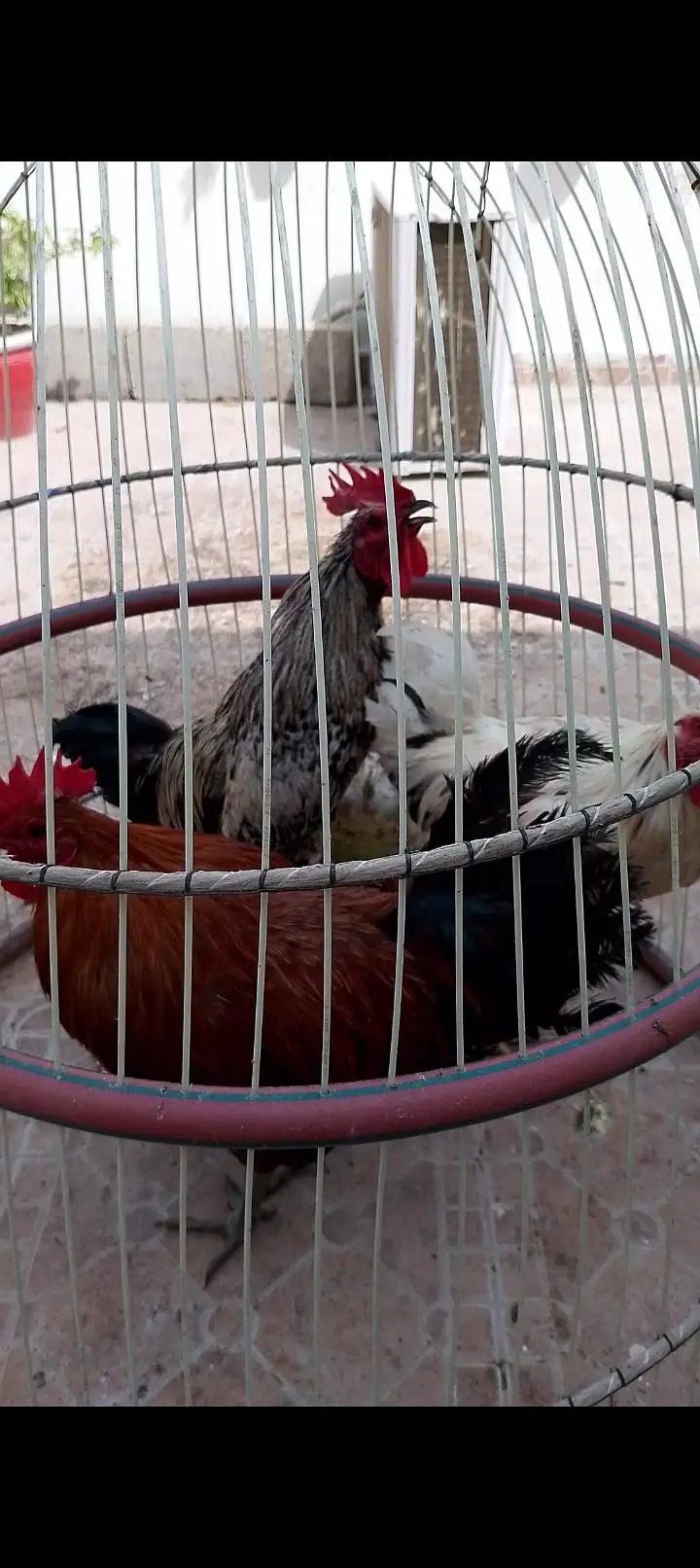 Desi hens — photo 4