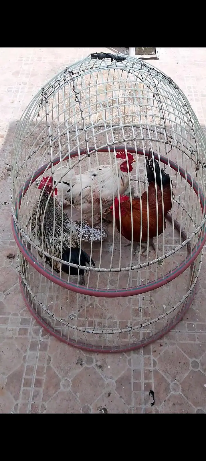Desi hens — photo 5