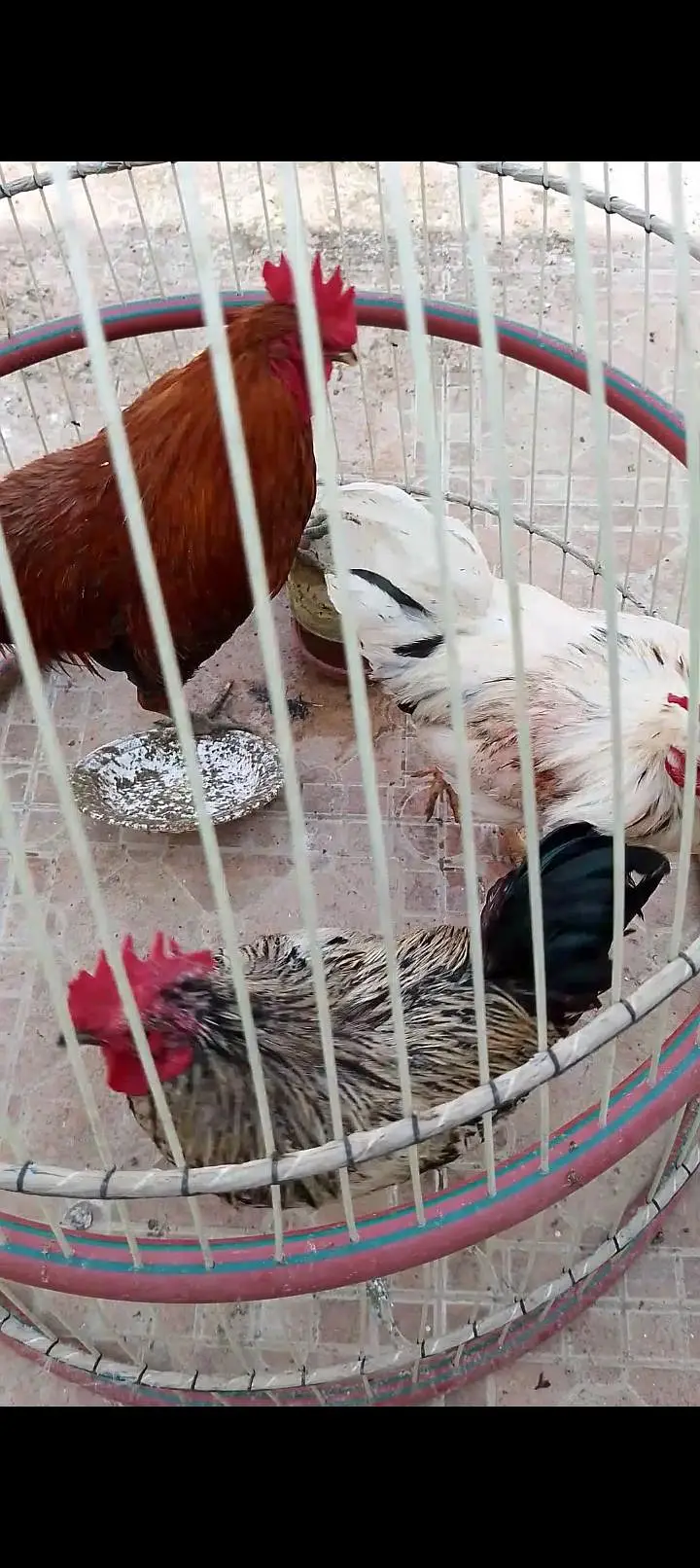Desi hens — photo 6