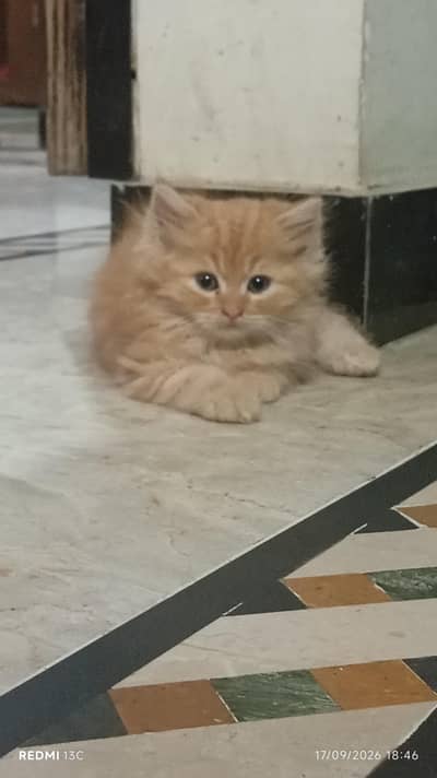 kitten avilable