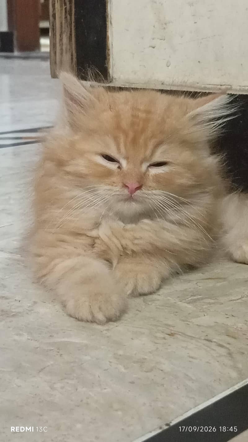 kitten avilable 1