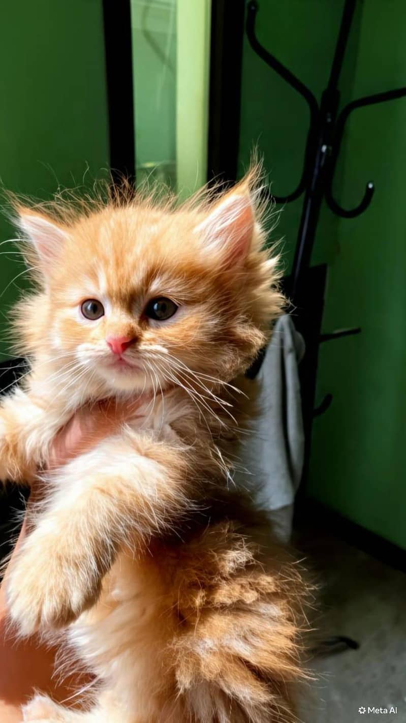 kitten avilable 2