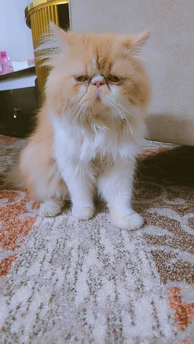 x punch male cat / persian cat / breeder male / triple coated