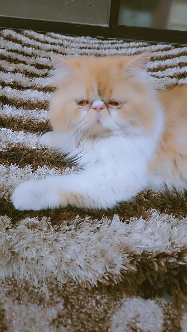 x punch male cat / persian cat / breeder male / triple coated — photo 2