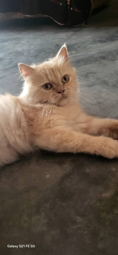 persian adult female contact only whatsapp 3.4. 7.6. 7?7.6+5.5-6?