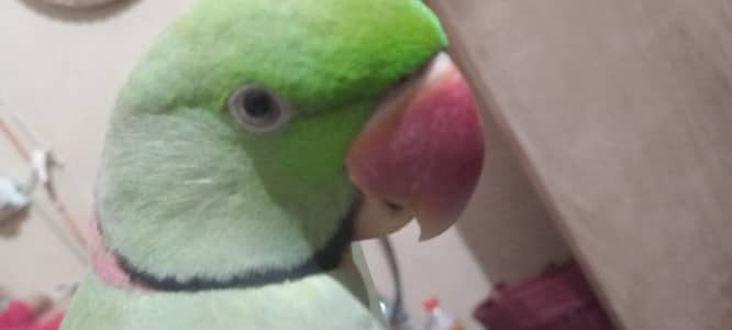 Talking 2.5years Alexanderine Parakeet Parrot.