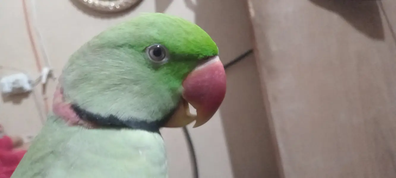Talking 2.5years Alexanderine Parakeet Parrot. — photo 2