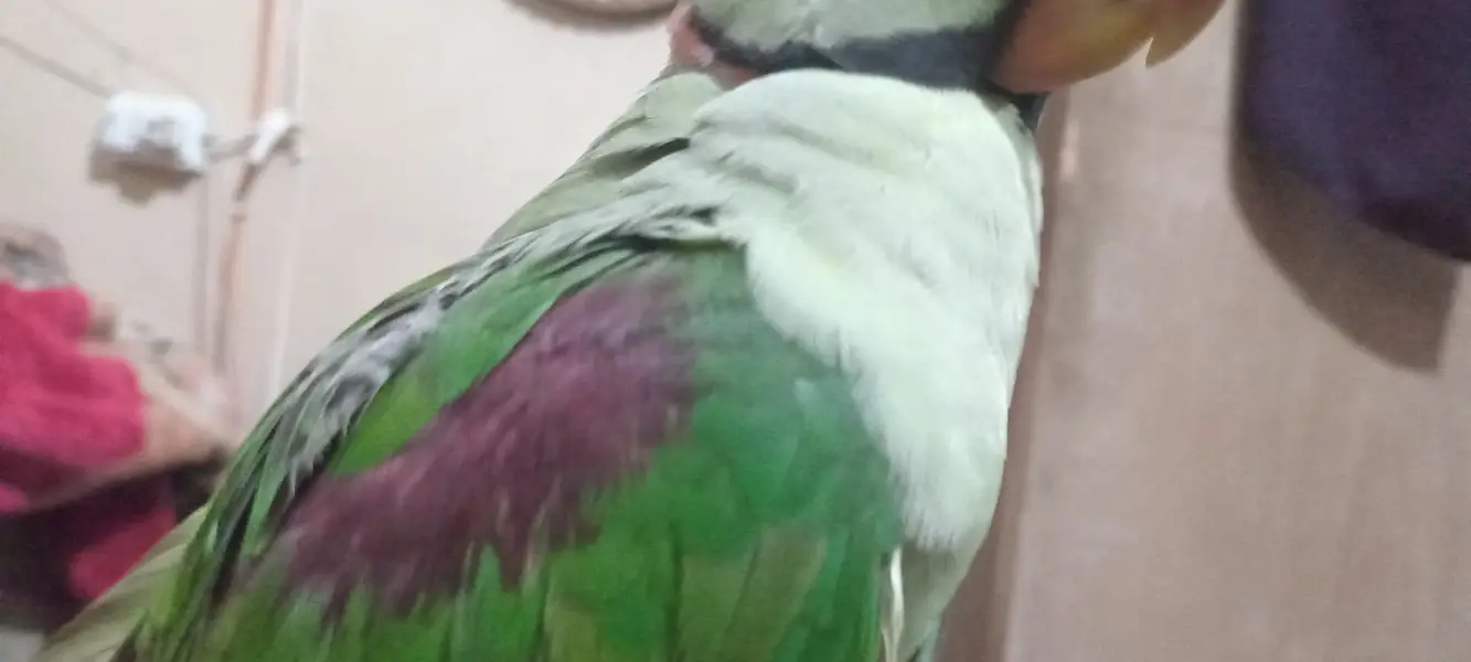 Talking 2.5years Alexanderine Parakeet Parrot. — photo 3