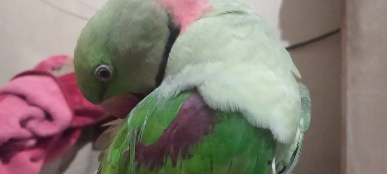 Talking 2.5years Alexanderine Parakeet Parrot. — photo 4