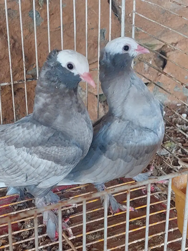 sentient pair — photo 2