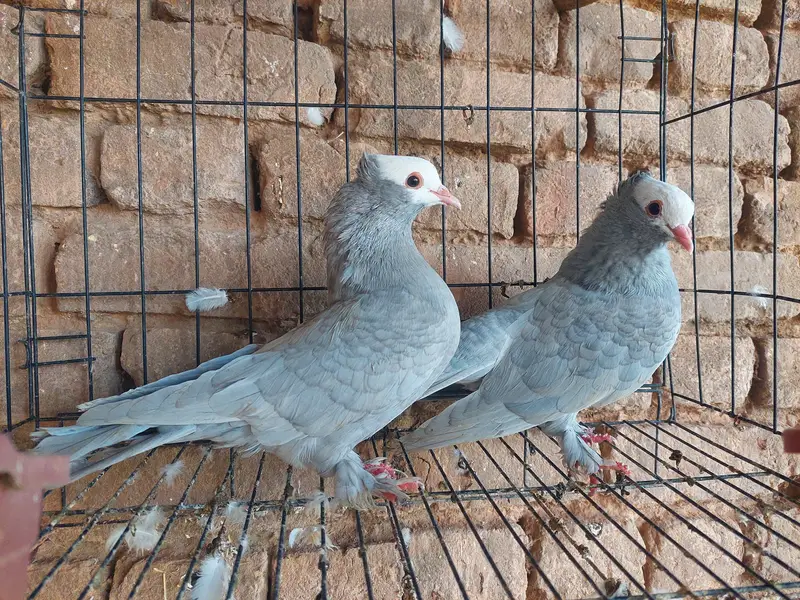 sentient pair — photo 3