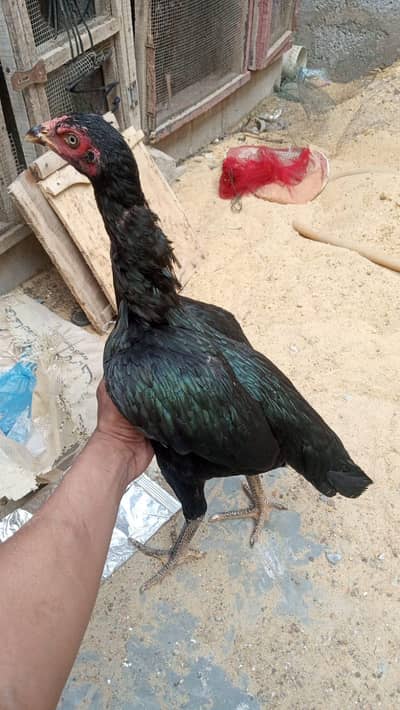 pure black family home breed sisters