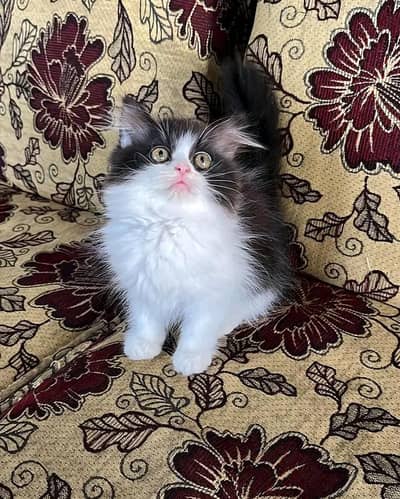 Cat | kittens | Persian | 3 Cote | Fluffy WA mesg 0348*0163*063