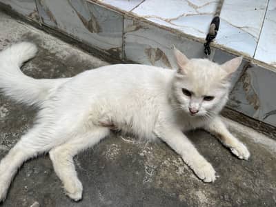 Persian Cross Female Cat Mishi with 3 Kittens for Sale