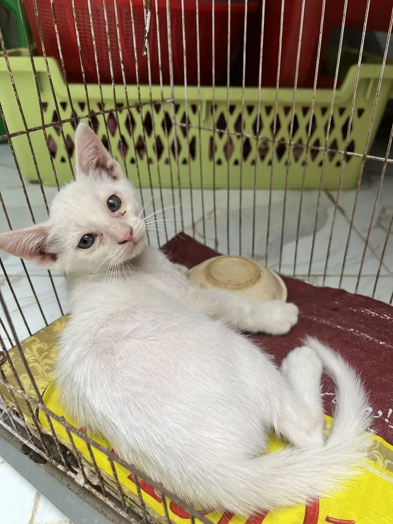 Persian Cross Female Cat Mishi with 3 Kittens for Sale — photo 2