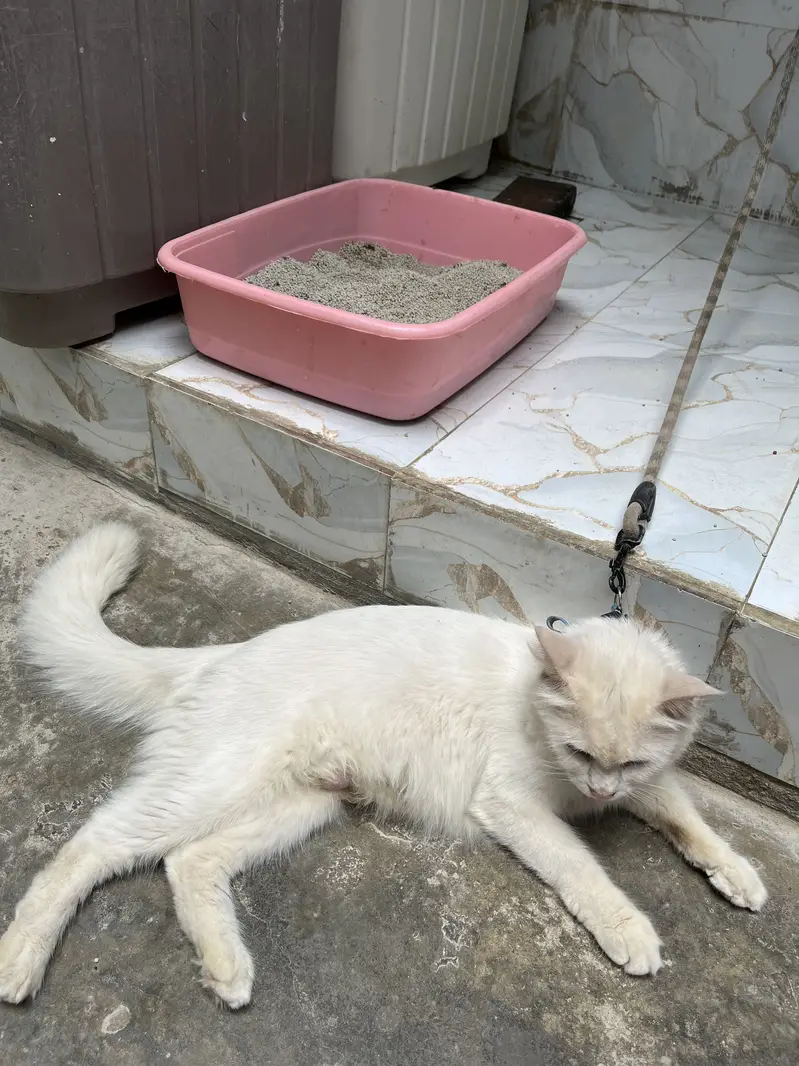 Persian Cross Female Cat Mishi with 3 Kittens for Sale — photo 3