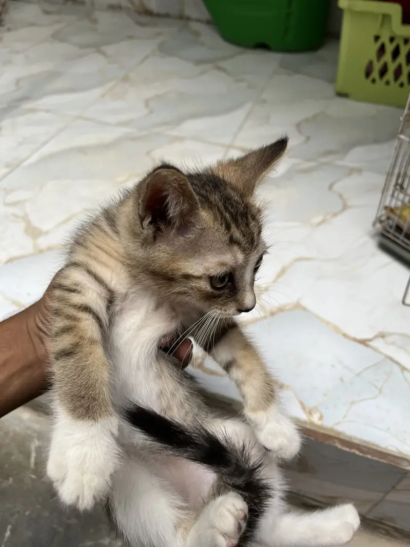 Persian Cross Female Cat Mishi with 3 Kittens for Sale — photo 4