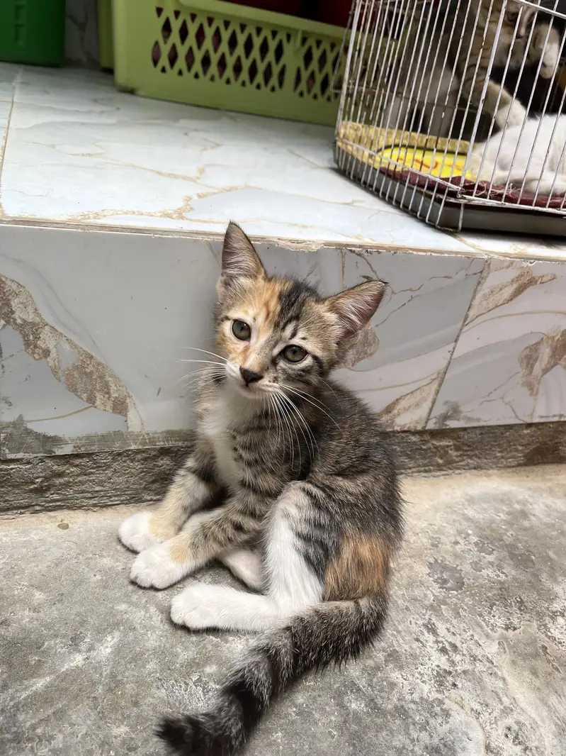 Persian Cross Female Cat Mishi with 3 Kittens for Sale — photo 5