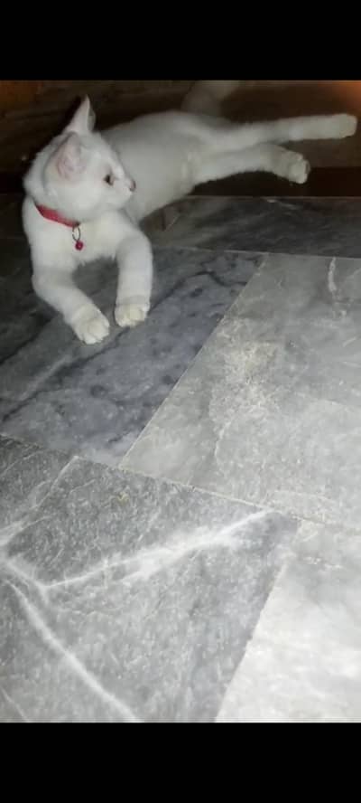PERSIAN CAT
