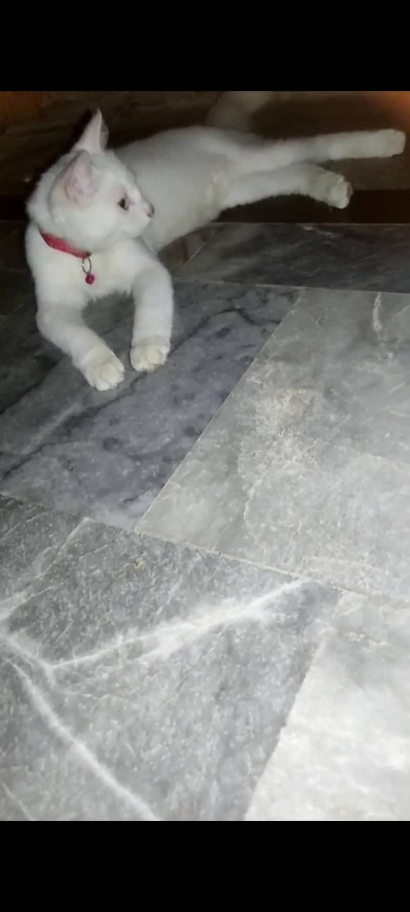 PERSIAN CAT 0
